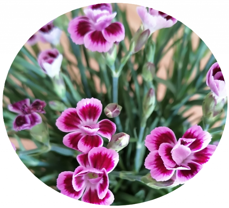 Blühende Nelke mit Lila Blüten für heilende Mütterpflege